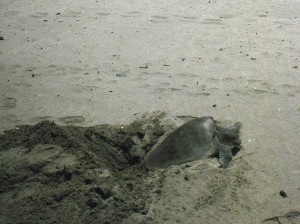 The Olive back turtle that came to nest.